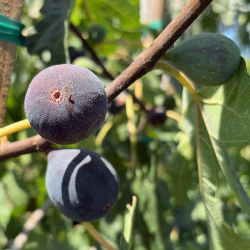 Black Mission Fig
