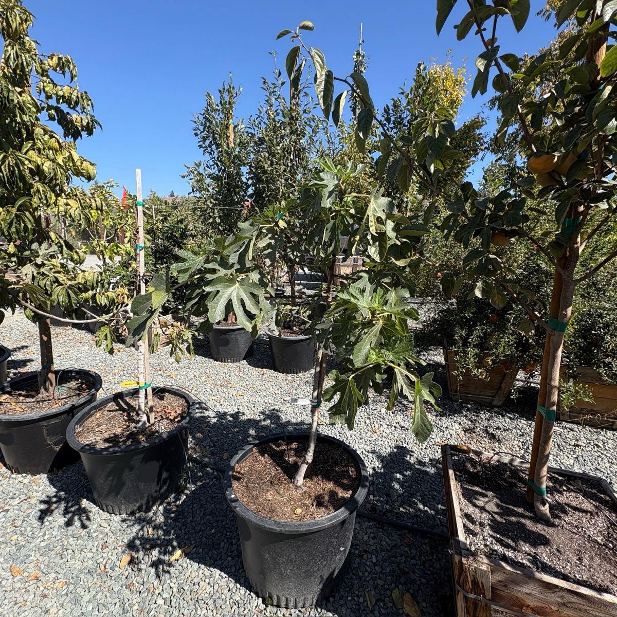 Black Mission Fig