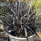 Potted Black Mondo Grass with dark green leaves in a white pot on a wooden surface
