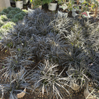Group of potted Black Mondo Grass with grayish leaves in a garden setting