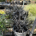 Row of potted Black Mondo Grass with dark green leaves on a wooden pallet