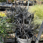 Row of potted Black Mondo Grass with dark green leaves on a wooden pallet