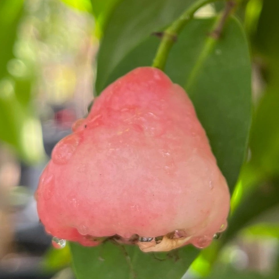Black Peral Wax Apple fruit with green leaves on a blurred natural background