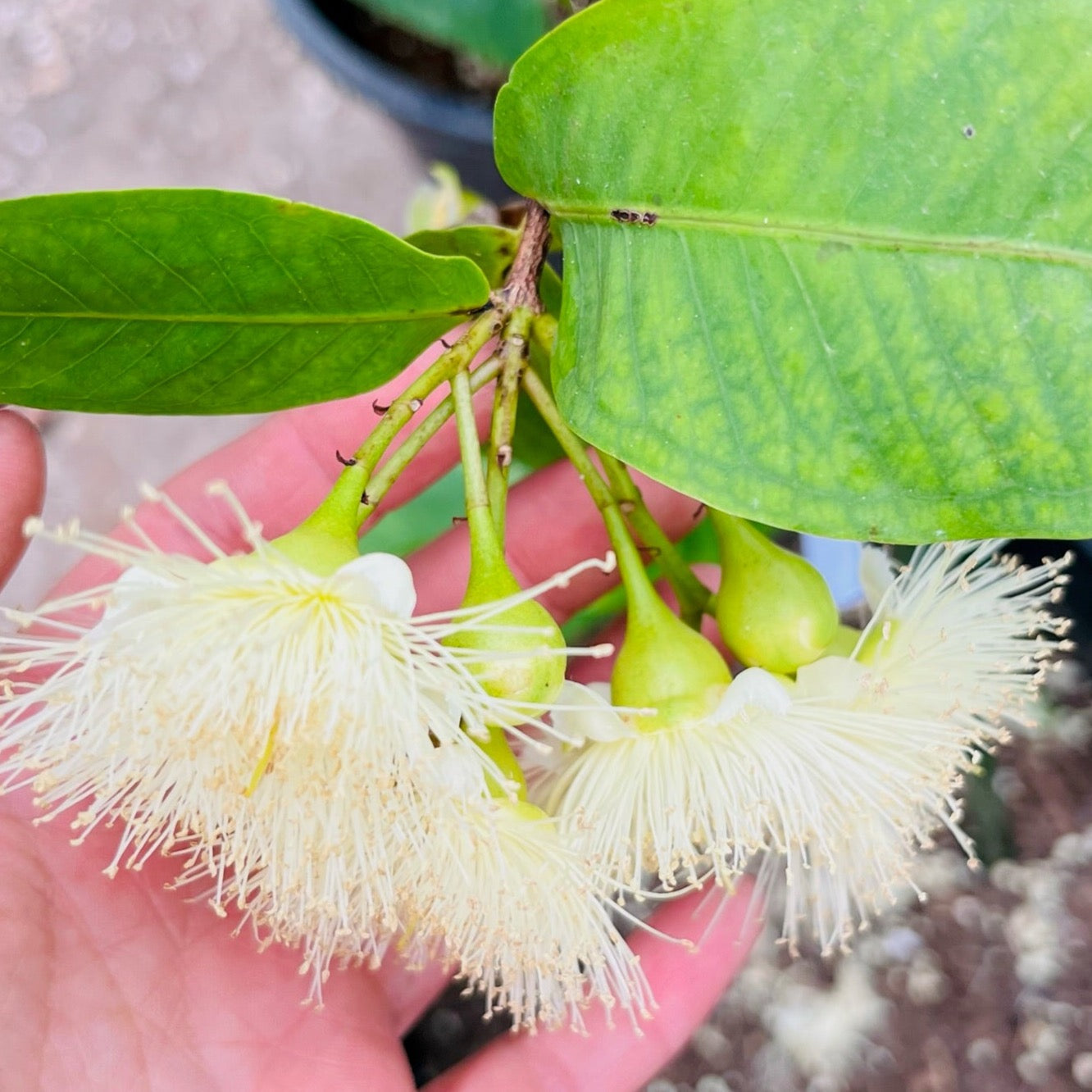 Close-up of a hand holding a Black Peral Wax Apple branch with green leaves and white flowers.