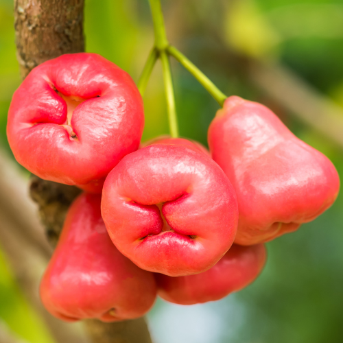 Close-up of pink fruits on a Black Peral Wax Apple branch with a blurred green background