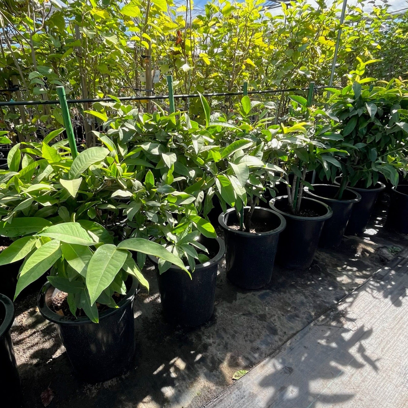 Row of potted Black Peral Wax Apple plants in a greenhouse setting