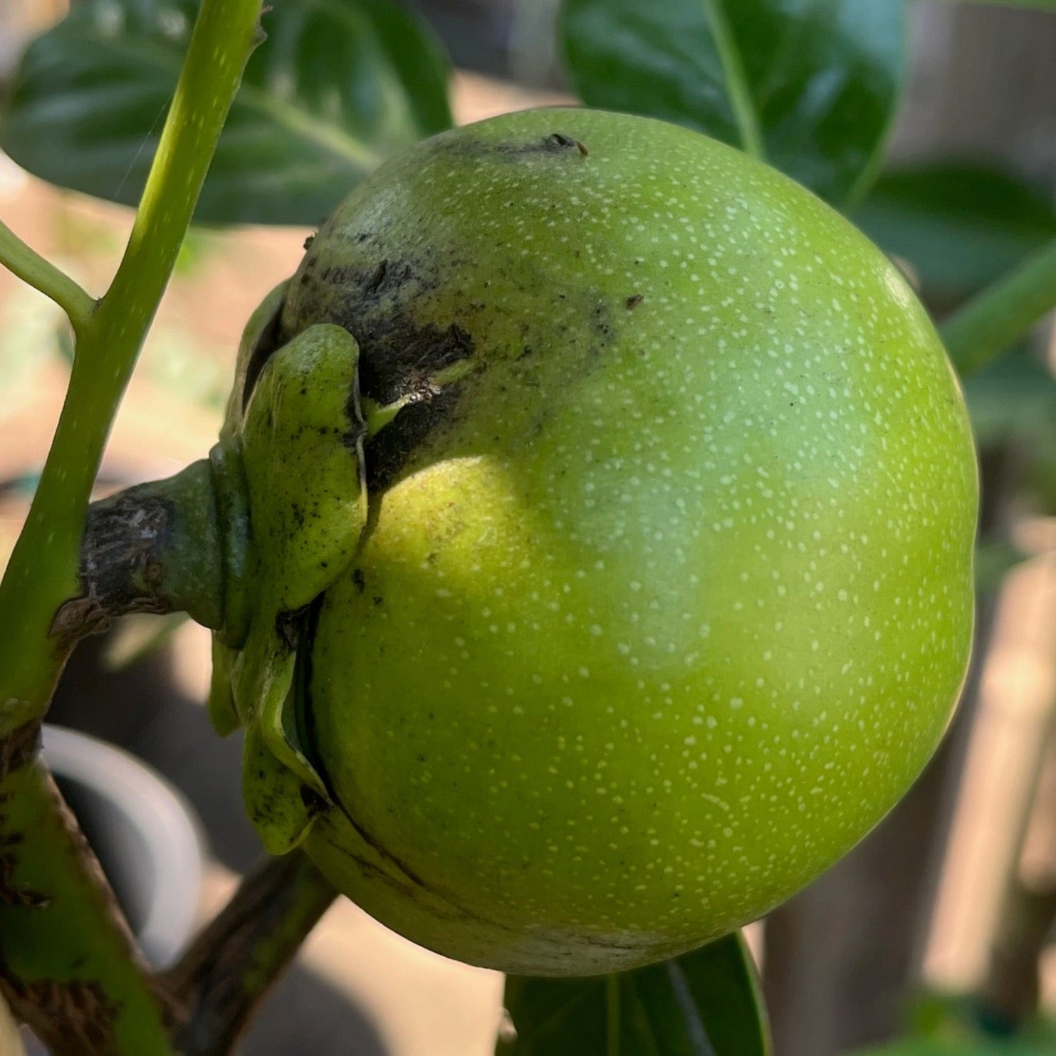 Black Sapote (Diospyros digyna) on a branch with a blurred background