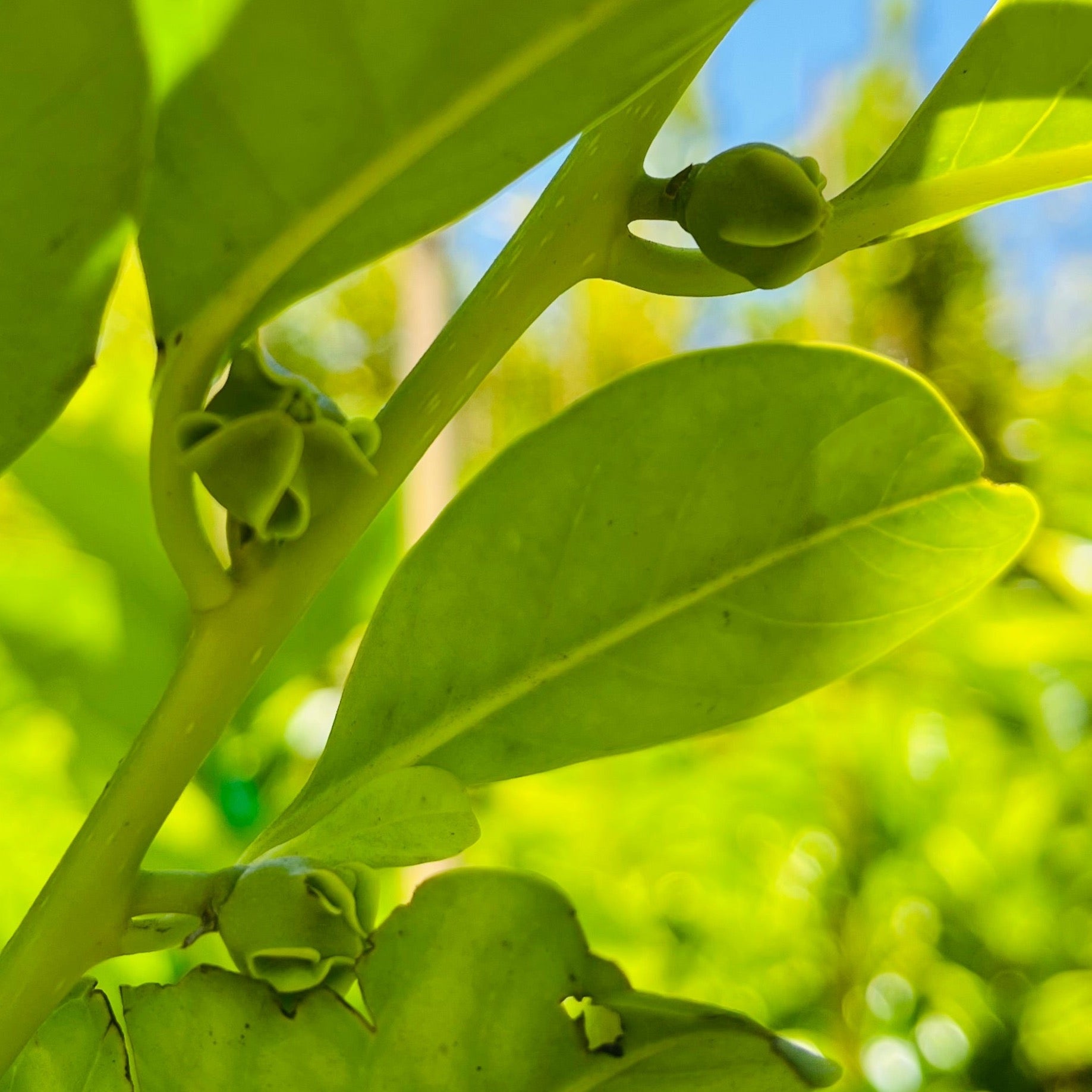Close-up of green Chocolate Pudding Fruit leaves and buds on a branch with a blurred natural background