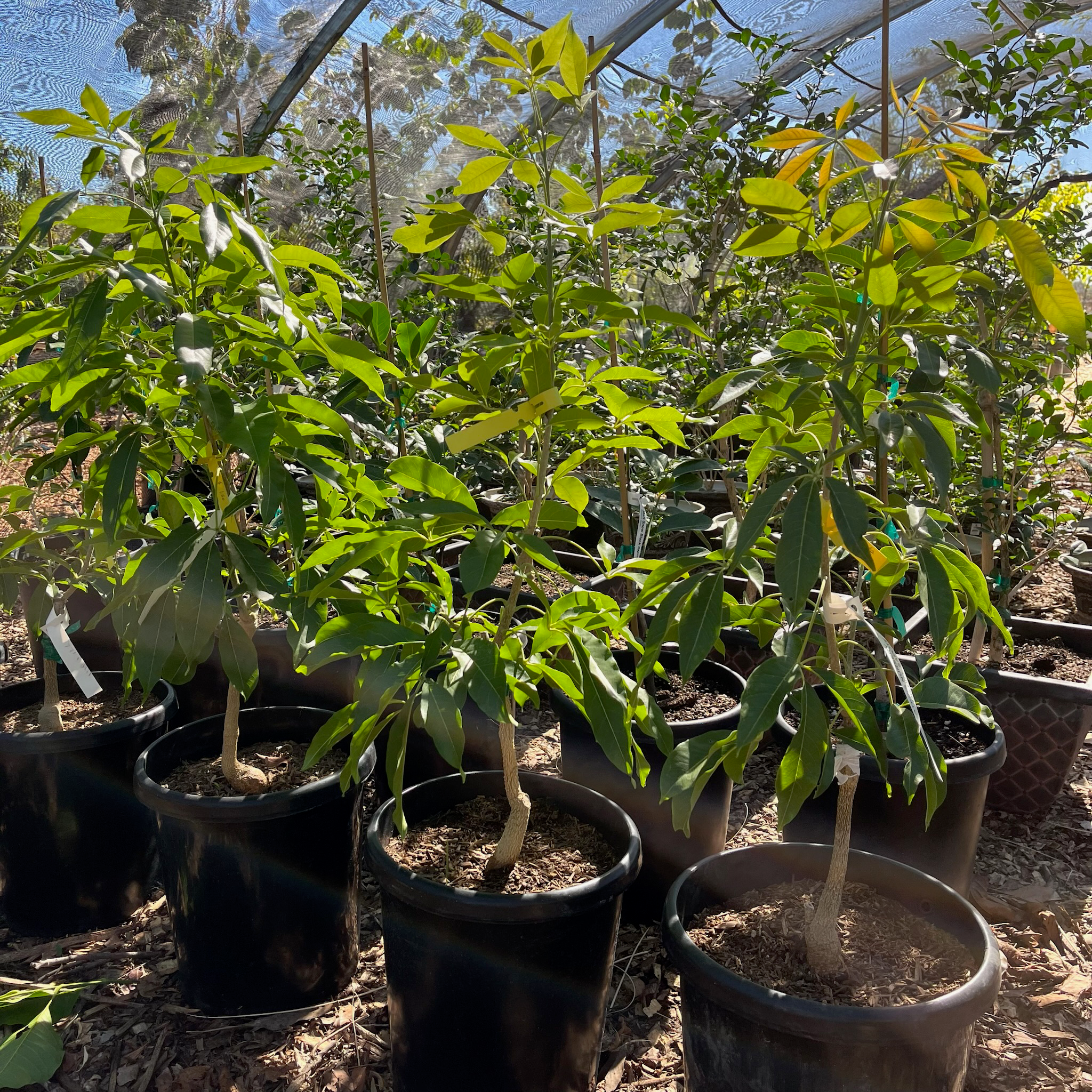 Potted Black Sapote (Chocolate Pudding Fruit) in a greenhouse setting