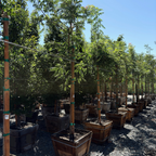 Row of 24 box Jacaranda Tree in victory nursery setting with clear blue sky.
