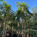 Row of tall Jacaranda Tree with green foliage under a clear blue sky 