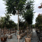 Row of Jacaranda Tree in wooden 24 inch pots in an outdoor nursery setting