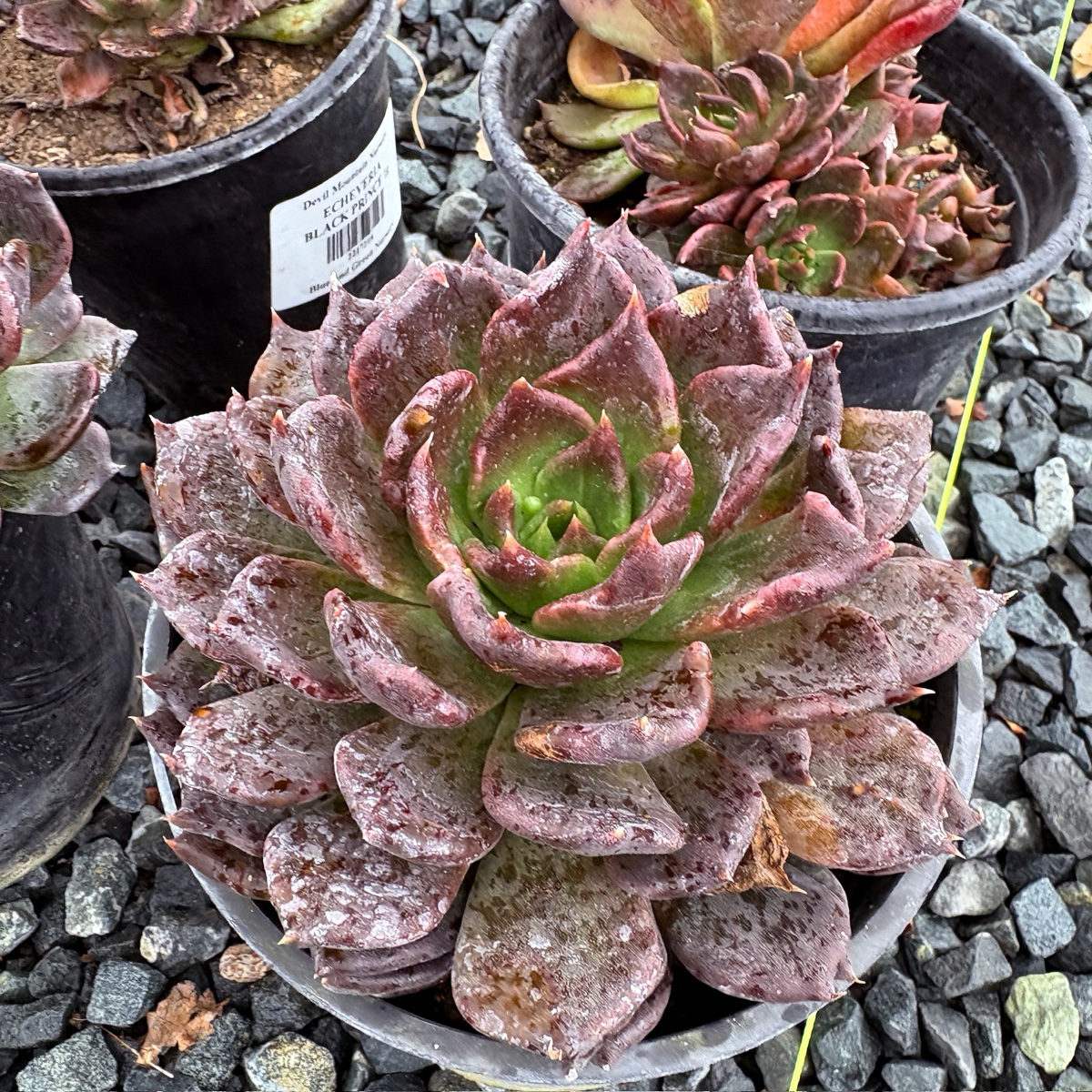 Black Prince Echeveria | Dark Rosette Succulent – Victory Nursery
