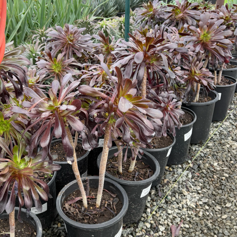 Black Rose Aeonium