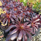 Black Rose Aeonium