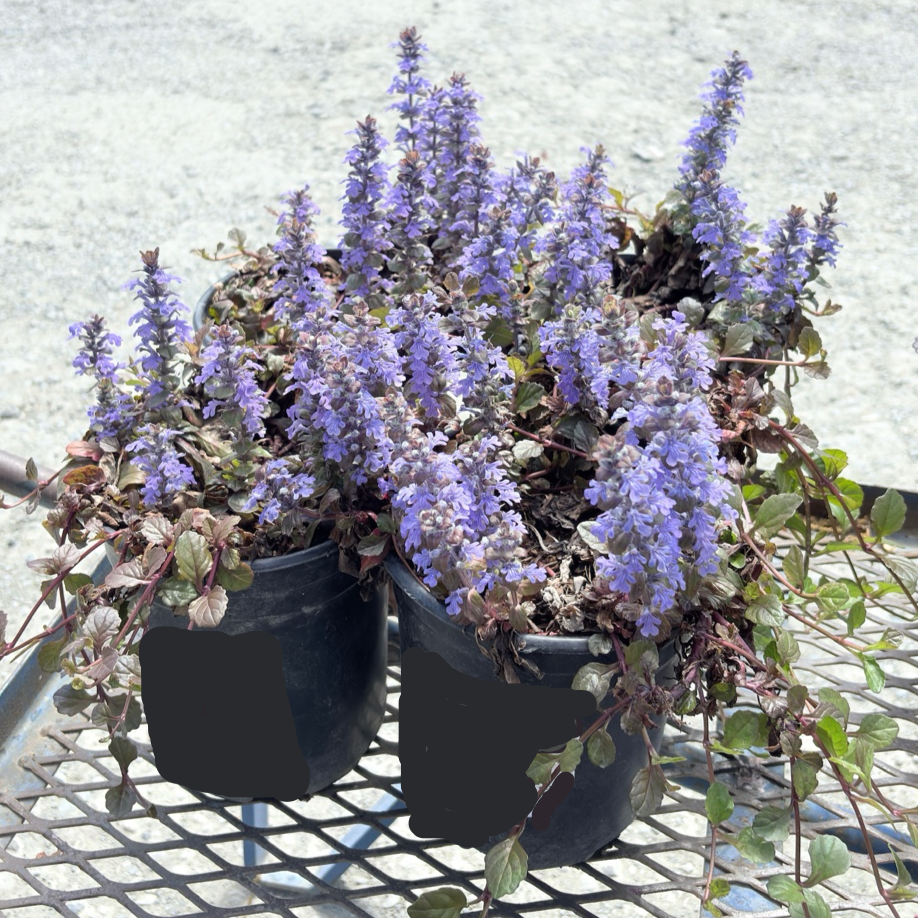 Black Scallop Carpet Bugle