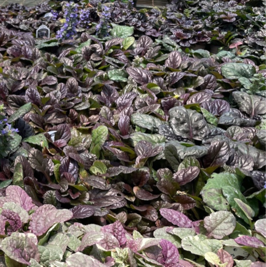 Black Scallop Carpet Bugle