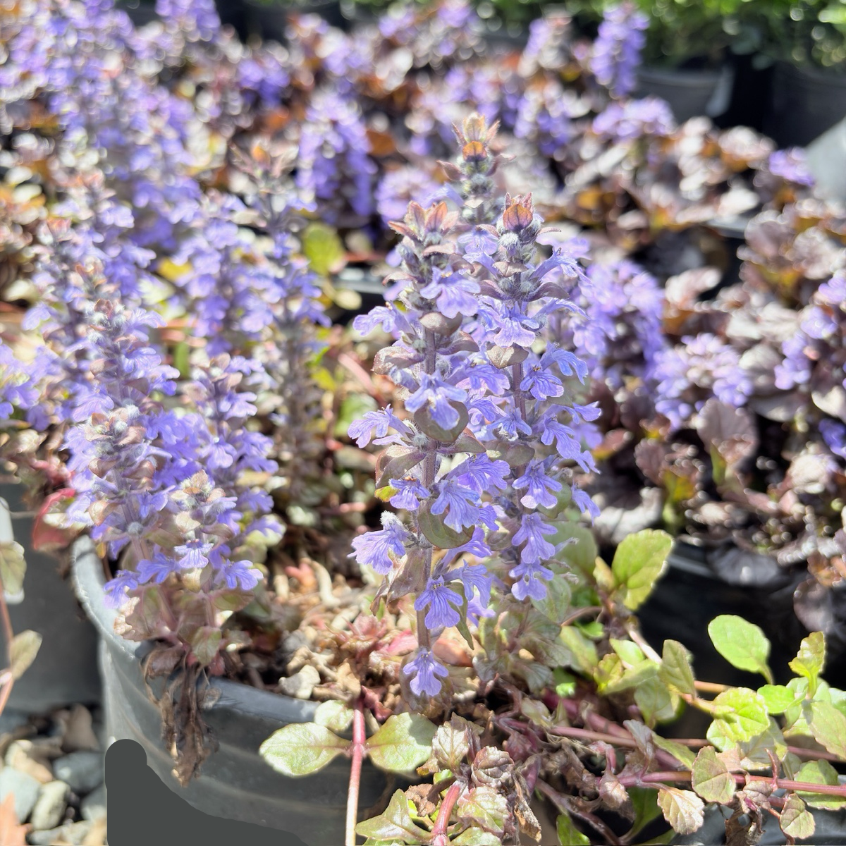 Black Scallop Carpet Bugle