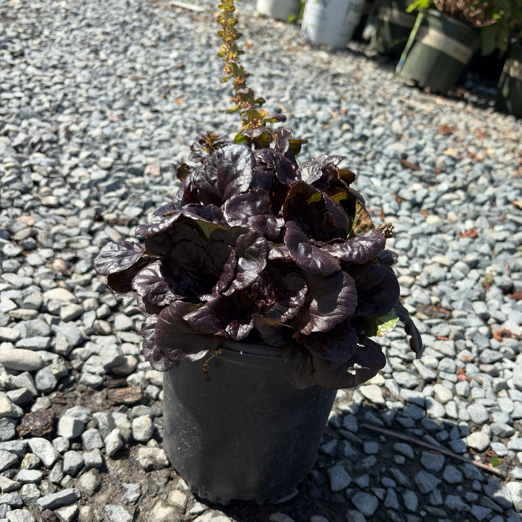 Black Scallop Carpet Bugle