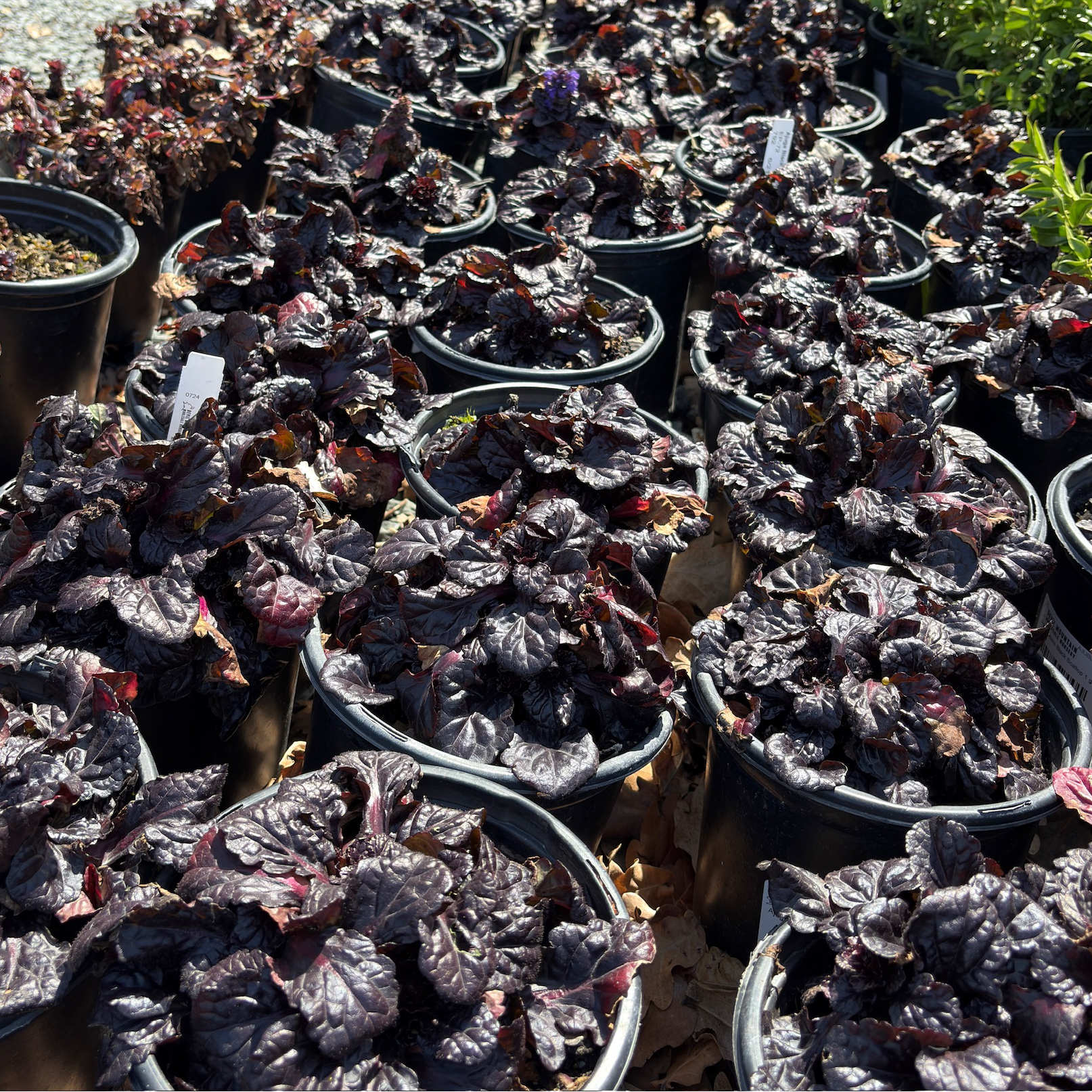 Black Scallop Carpet Bugle