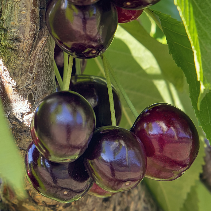 Black Tartarian Cherry