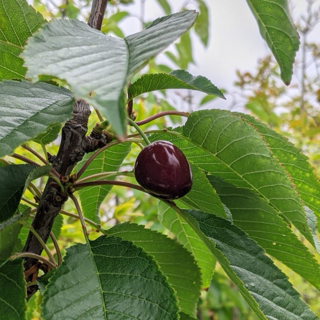 Black Tartarian Cherry