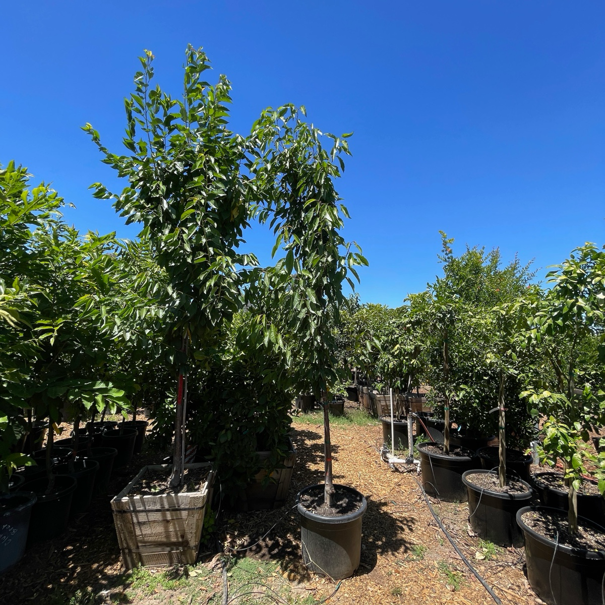 Black Tartarian Cherry