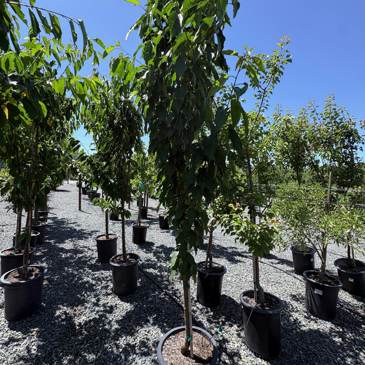 Black Tartarian Cherry