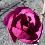 Close-up of Black Tulip Saucer Magnolia flower with a blurred background