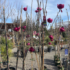 Black Tulip  Saucer Magnoliatrees with pink flowers in pots on a gravel lot with a blue sky.