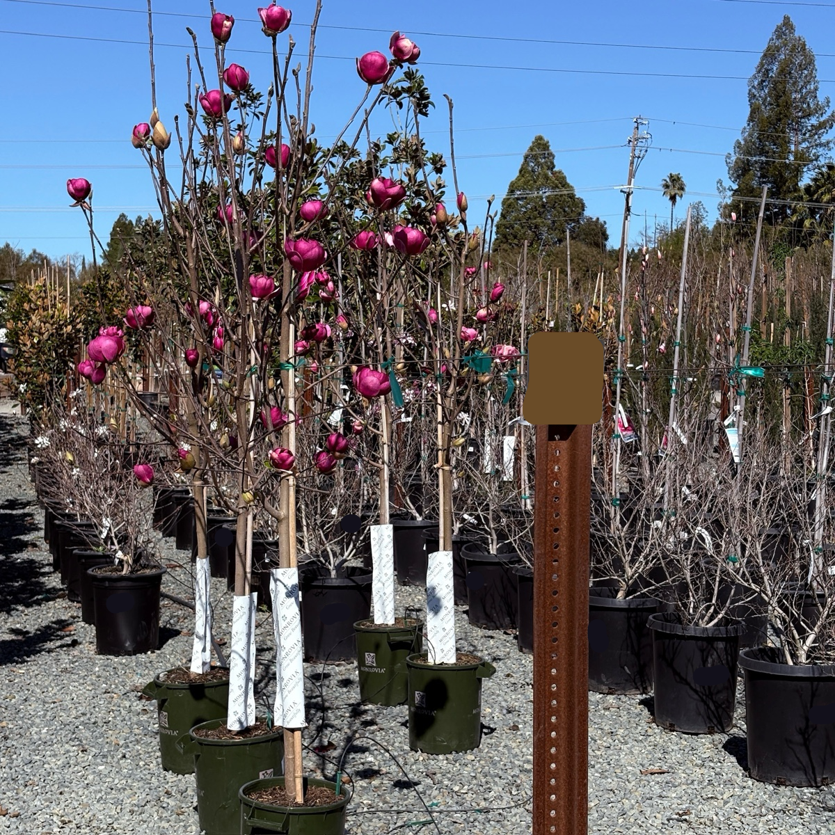 Black Tulip Saucer Magnolia Tree – Dark Purple Spring Blooms