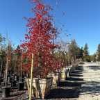 Blackgum