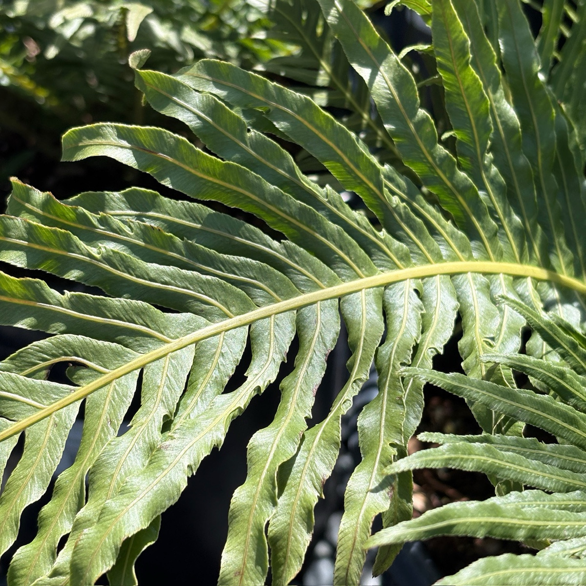Close-up of a Blechnum gibbum 'Silver Lady' leaf with a blurred background