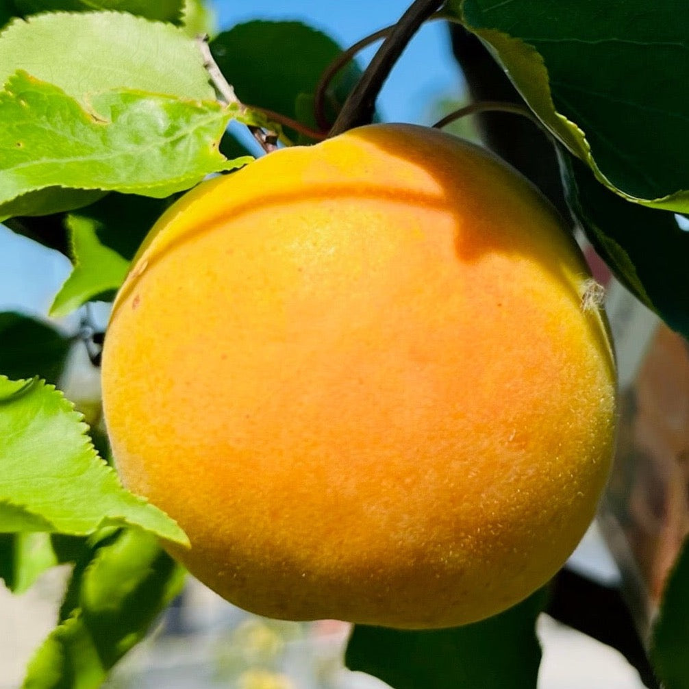 Blenheim Apricot