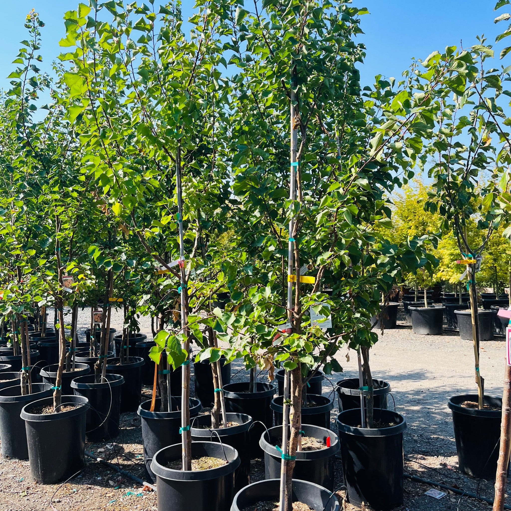 Blenheim Apricot