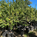 Blenheim Apricot