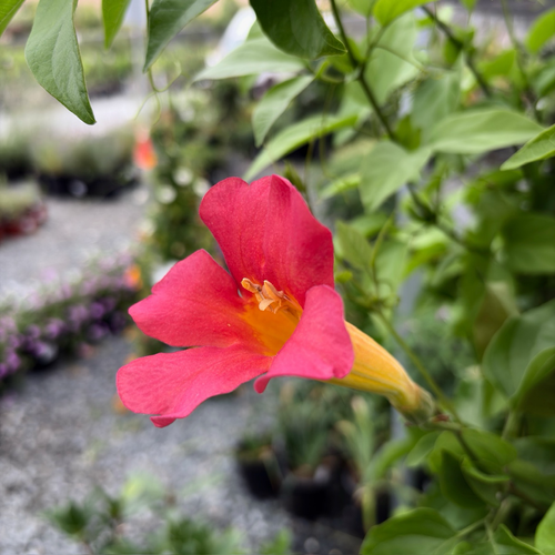 Close-up of Blood Red Trumpet Vine flower with green leaves in a garden setting