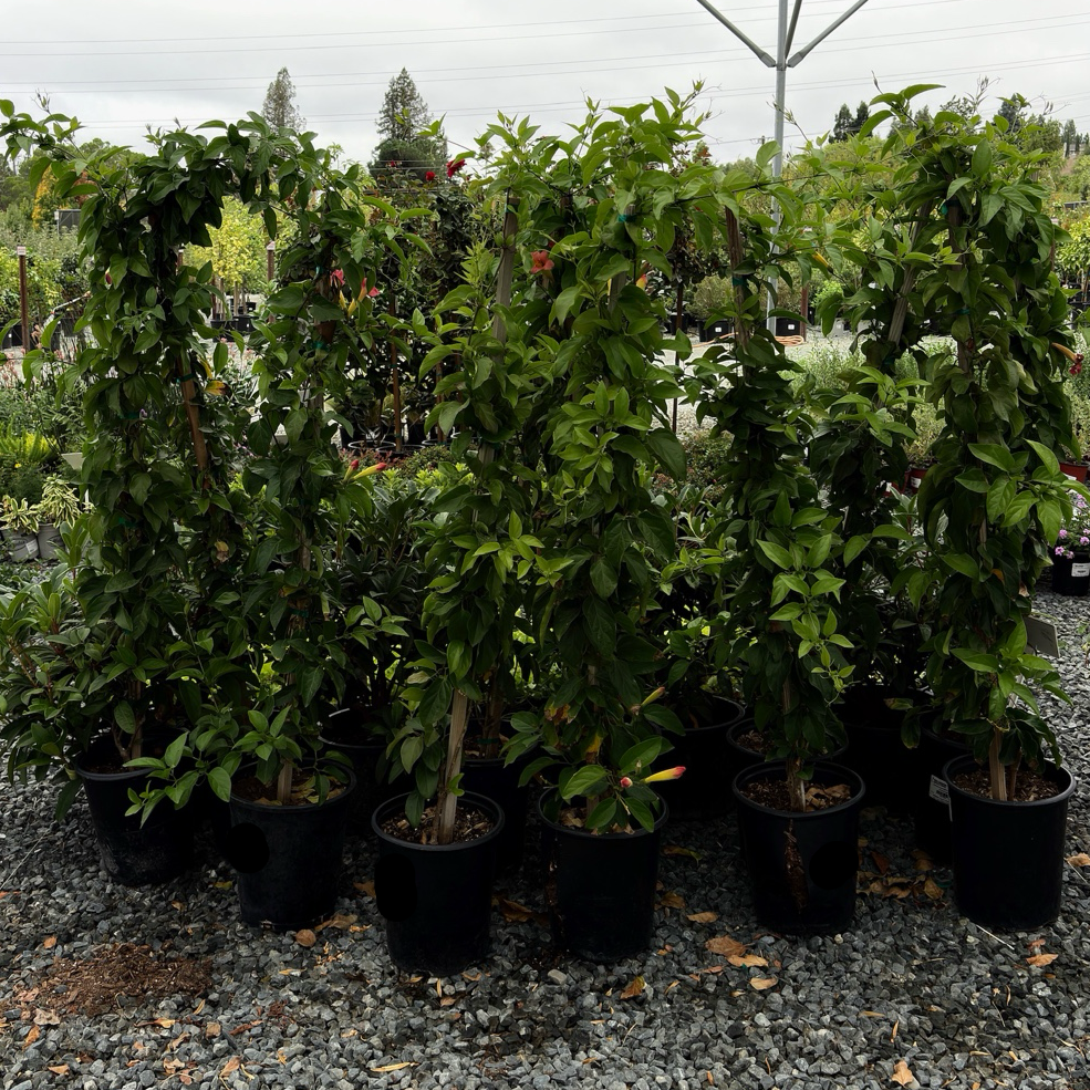 Row of potted Blood Red Trumpet Vine plants under a canopy in an outdoor setting