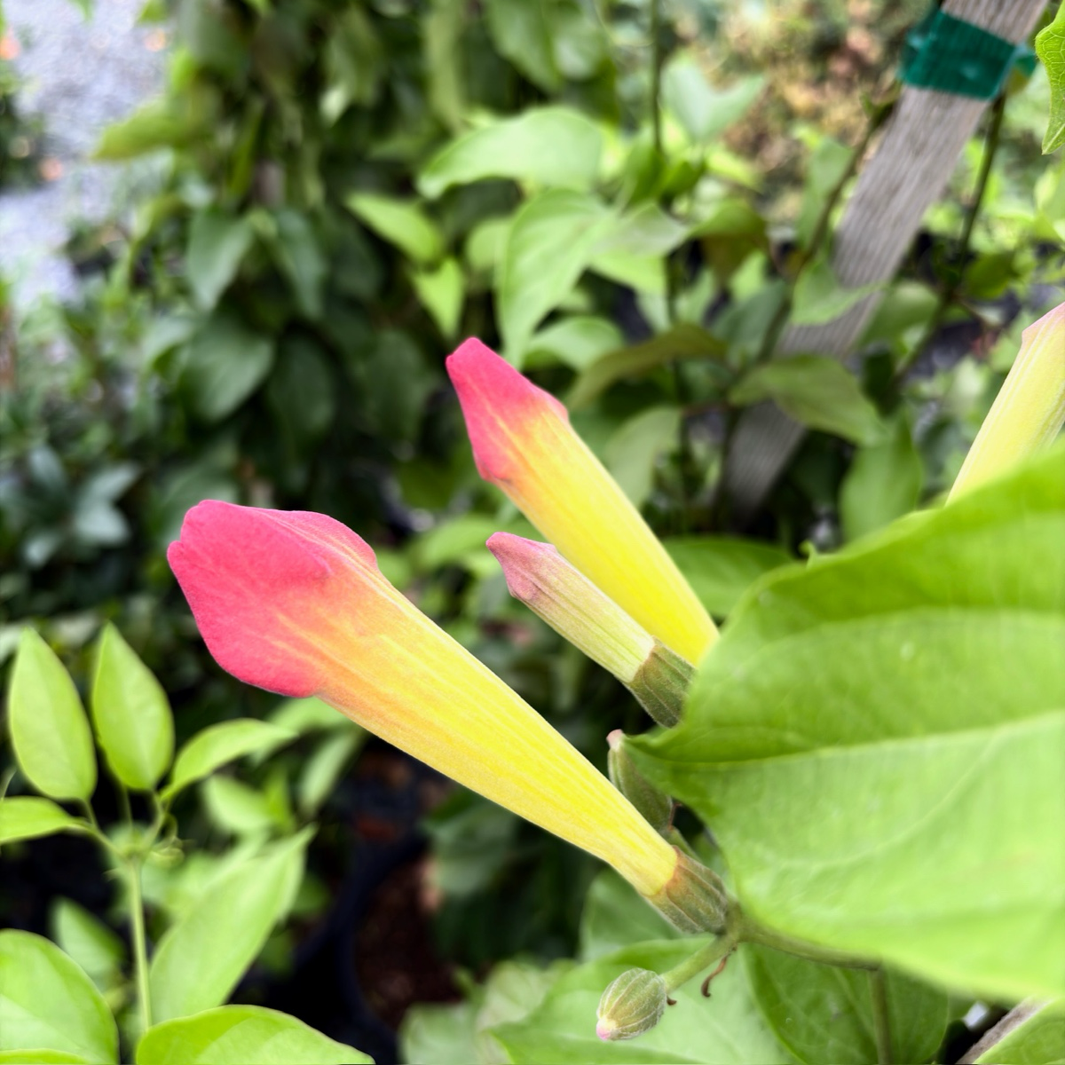 Pink and yellow flower buds on a Blood Red Trumpet Vine plant with blurred background