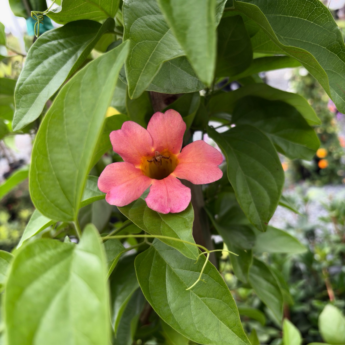 Blood Red Trumpet Vine Pink flower with a yellow center surrounded by green leaves