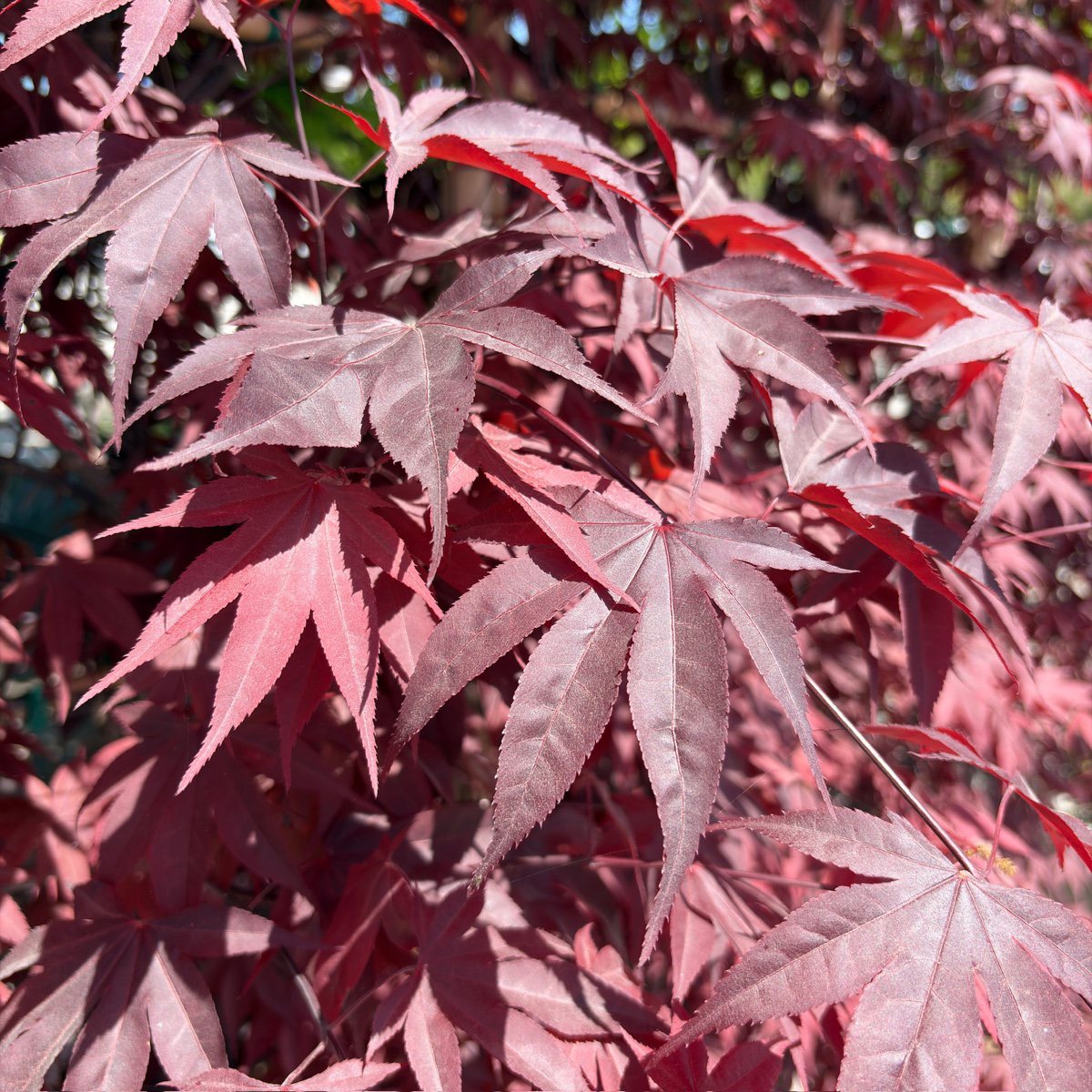 Close-up of Bloodgood Japanese Maple leaves with a blurred background
