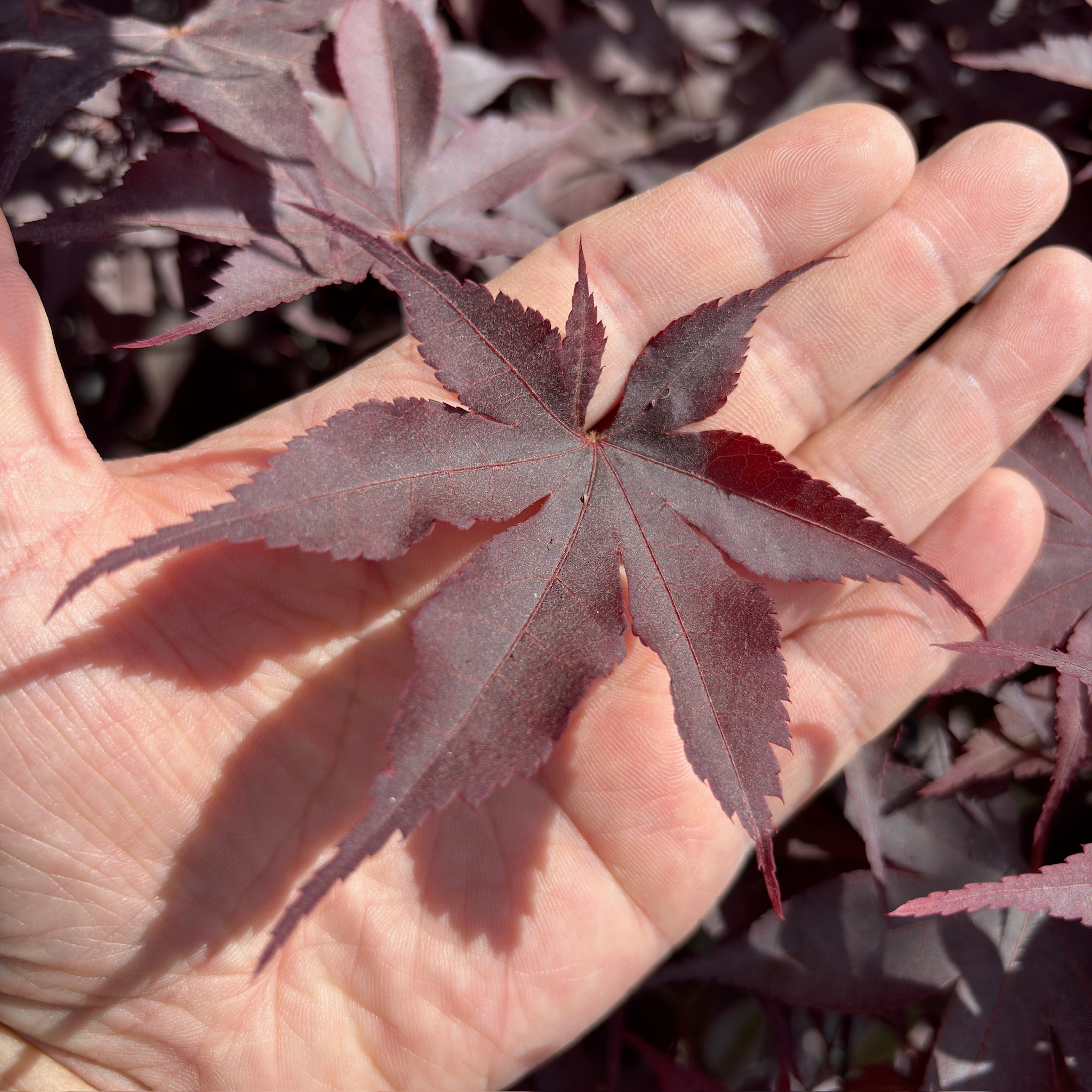 Hand holding a purple Bloodgood Japanese Maple leaf with more leaves in the background
