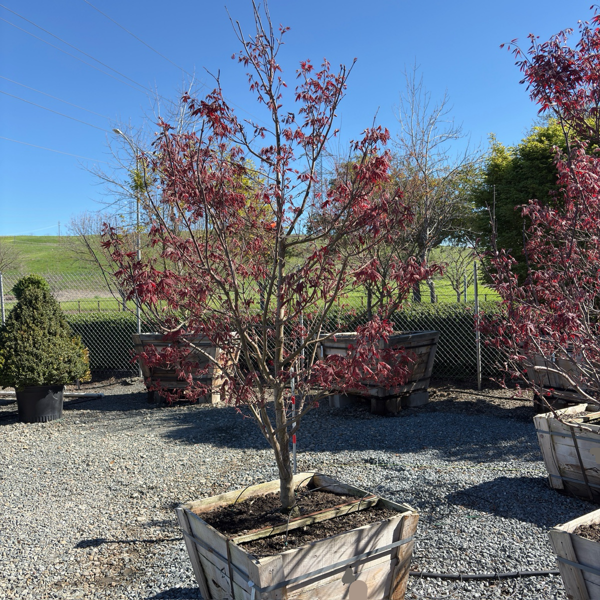 Bloodgood Japanese Maple