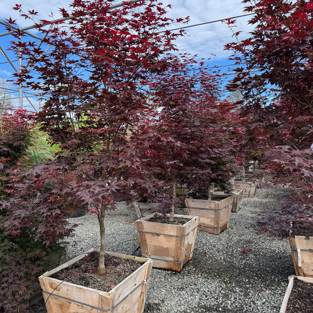 Bloodgood Japanese Maple