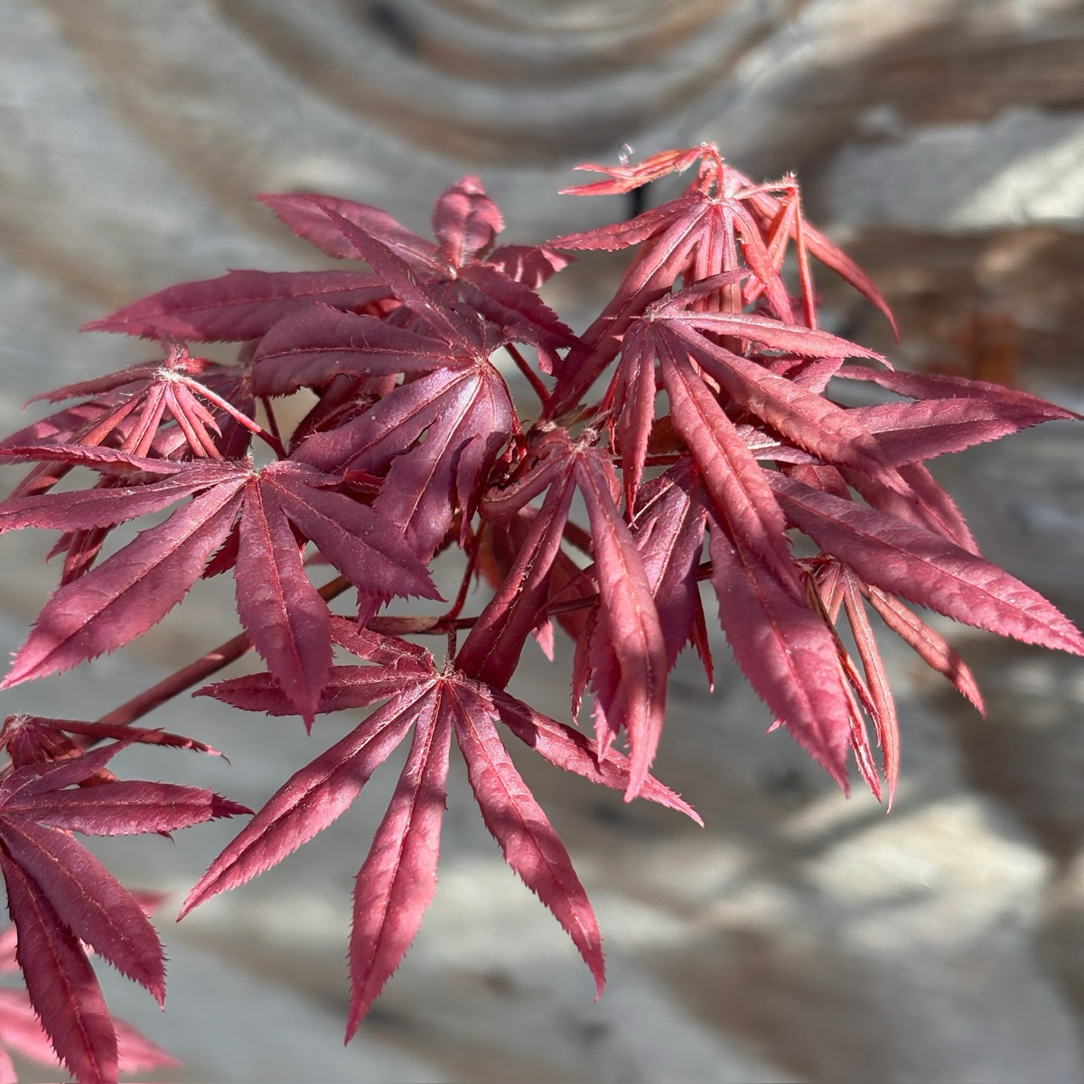 Close-up of red Bloodgood Japanese Maple leaves with a blurred background