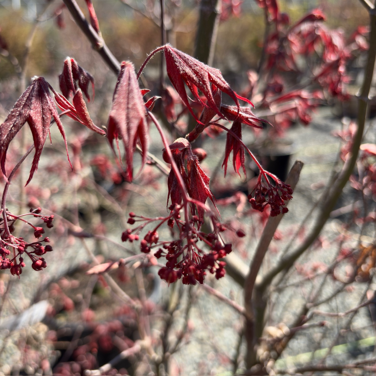 Bloodgood Japanese Maple leaves on a branch with a blurred natural background