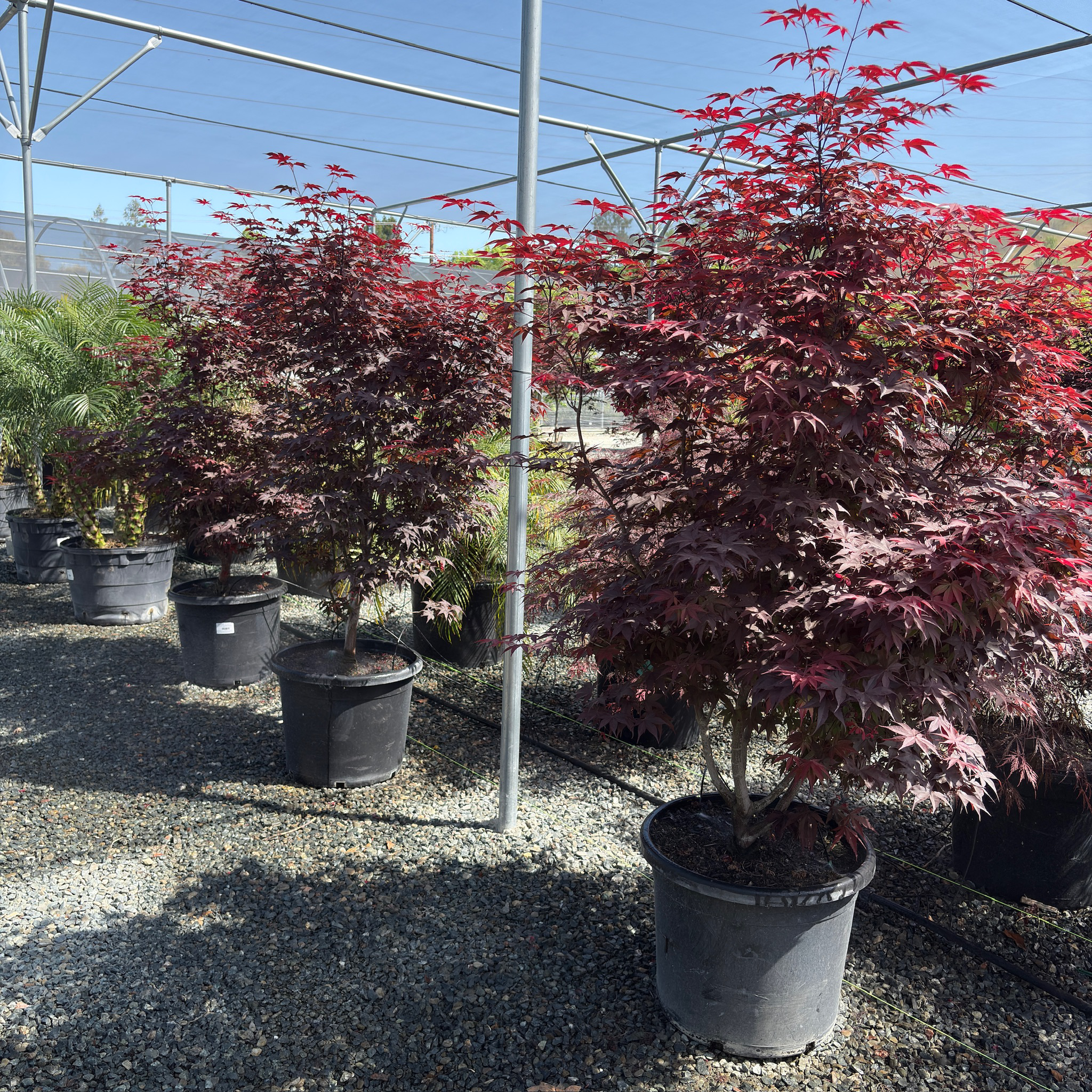 Potted Bloodgood Japanese Maple trees with red and purple foliage in a greenhouse setting