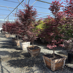 Row of potted Bloodgood Japanese Maple trees with red foliage in a greenhouse setting