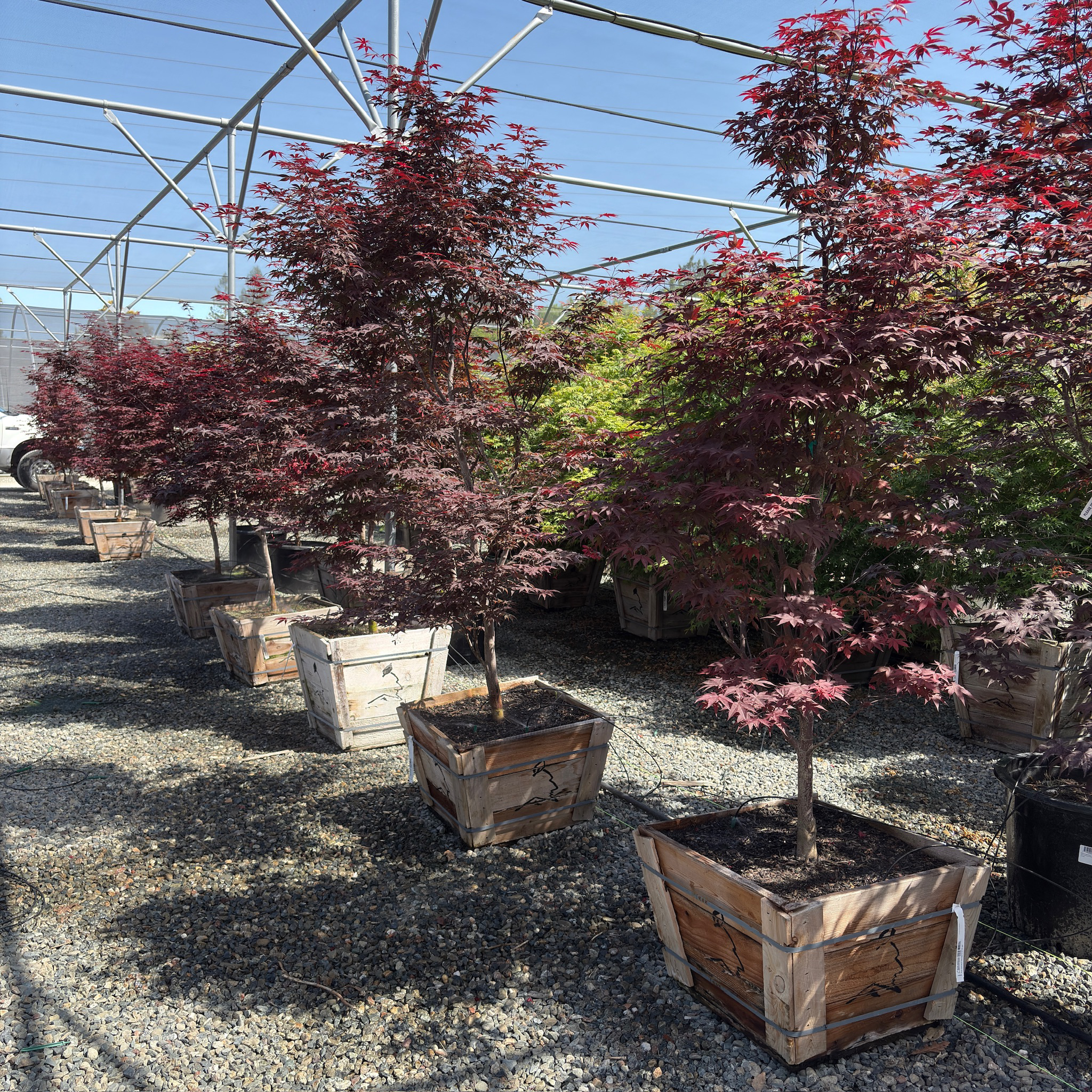 Row of potted Bloodgood Japanese Maple trees with red foliage in a greenhouse setting