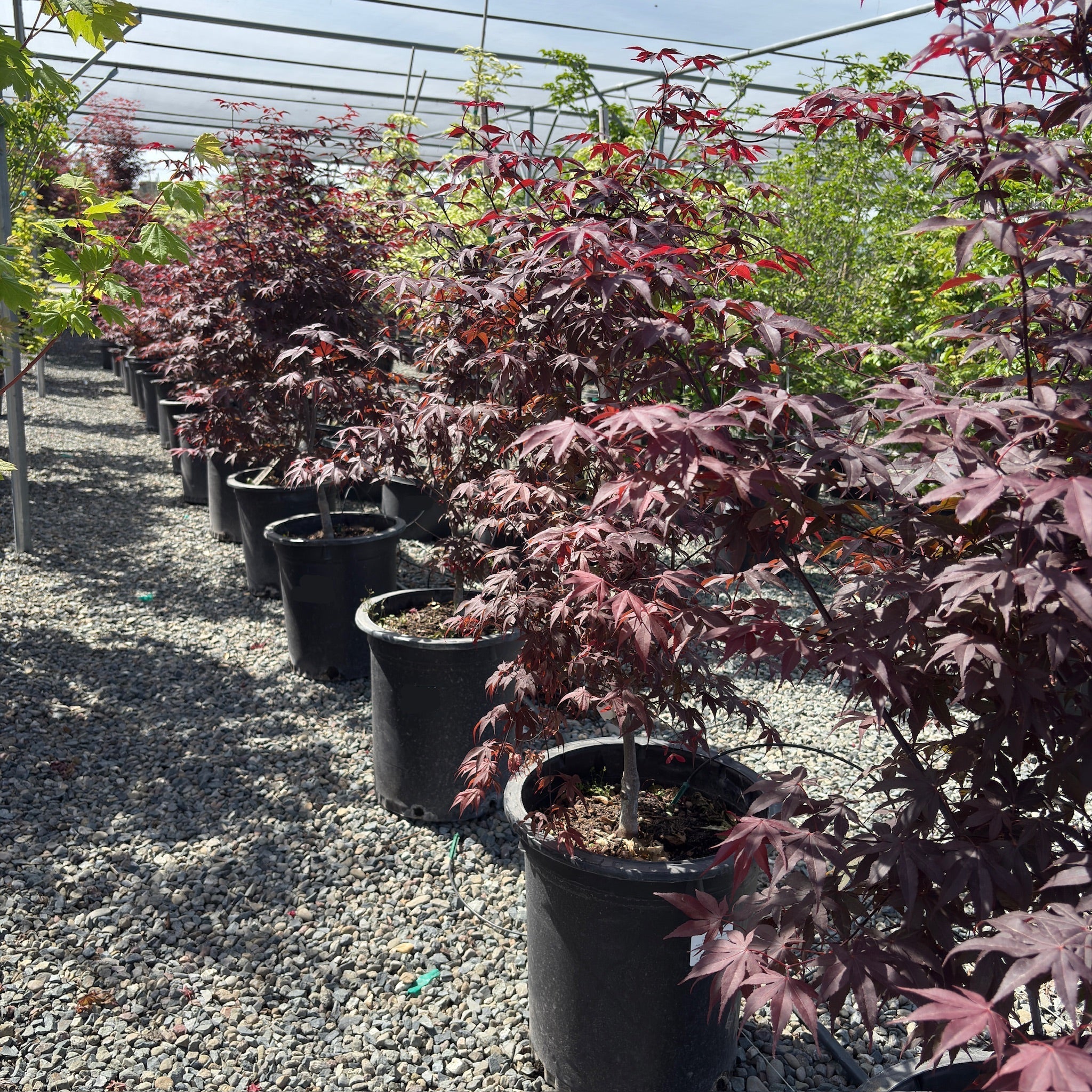 Bloodgood Japanese Maple | Classic Red Acer Palmatum Tree